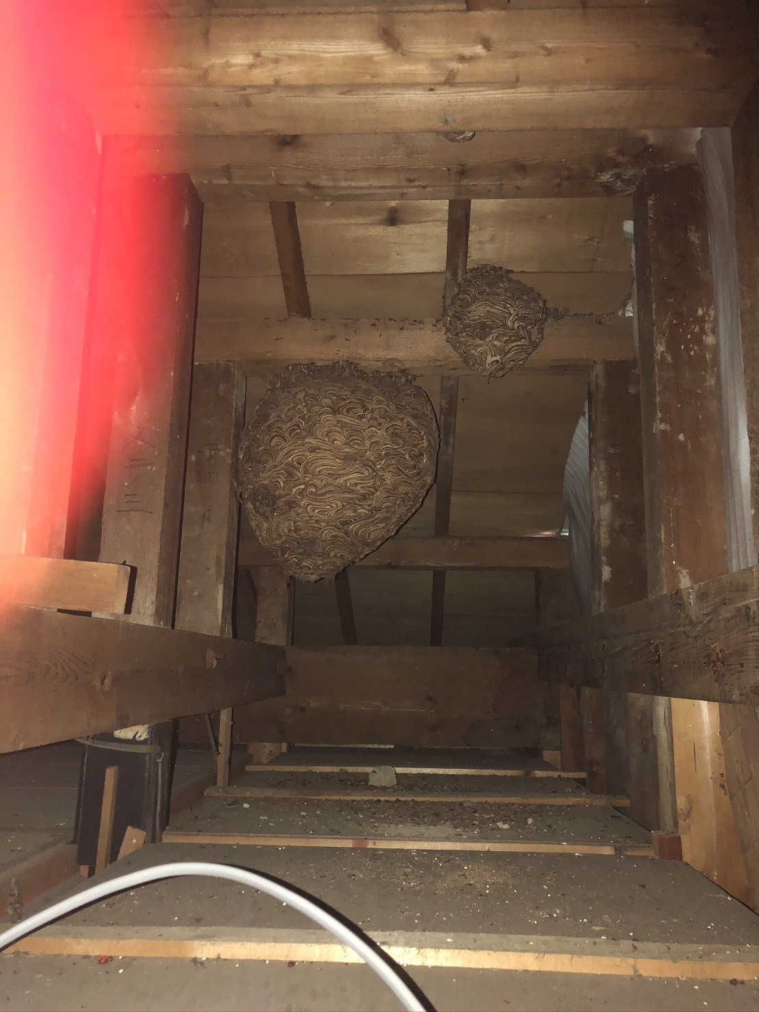 氷見市・キイロスズメバチ駆除 施工事例