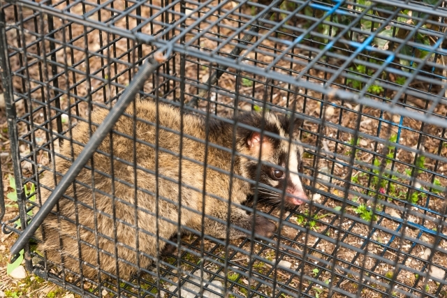富山市・ハクビシン駆除 施工事例