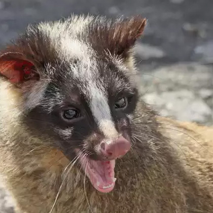 ハクビシン・イタチ